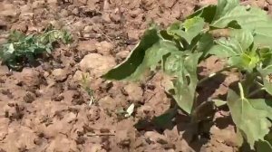 Саранча в Саратовской области