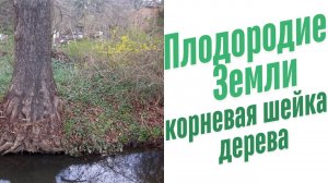Корневая шейка дерева.
