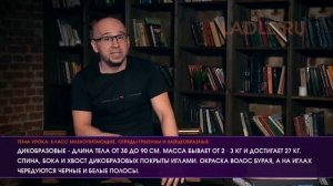 Отряды Грызуны и Зайцеобразные. Биология 7 класс. Класс млекопитающие или звери. Животные. ЕГЭ - Вид