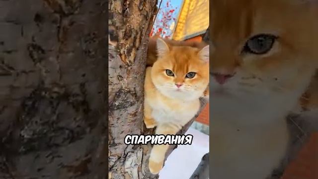 Почему коты так сильно балдеют от кошачьей мяты #хочуврек #кот #кошка #shorts