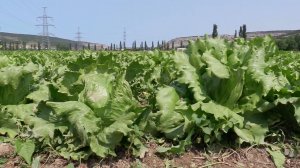 В Севастополе стартовал приём заявок на конкурс «Агростартап»