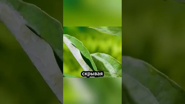 Гусеница, которая превращается не в бабочку, а в змею! #факты