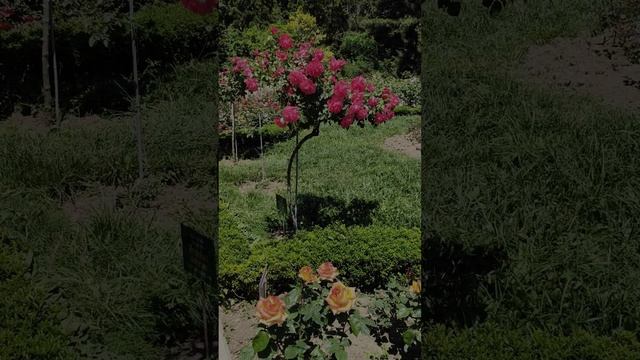 Розы. Никитский ботанический сад. 01.06.25 (4)