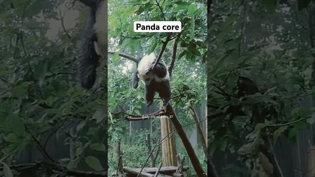 Panda core #panda #cuteanimals #animals