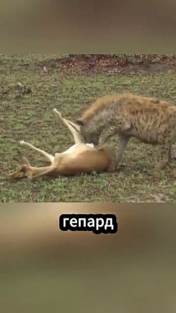 Гиена против гепарда_ битва за добычу! #факты