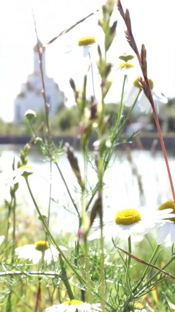 #ромашка #сибирь #цветы #лес #природа #фото #путешествие смотреть онлайн