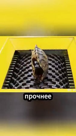 Могут ли крокодилы есть черепах #факты