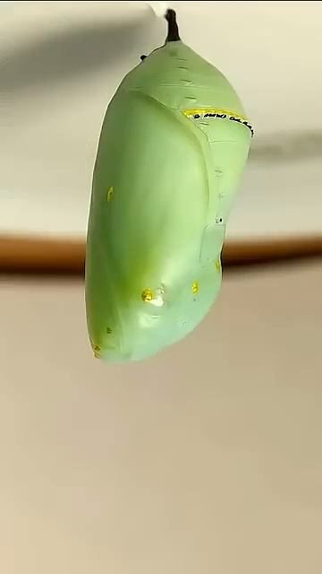 Remy (monarch caterpillar) variable speed time-lapse