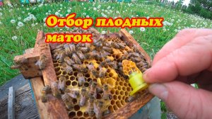 ОЧЕРЕДНОЙ НЕБОЛЬШОЙ ОТБОР ПЛОДНЫХ МАТОК В НУКЛЕУСНОМ ПАРКЕ.