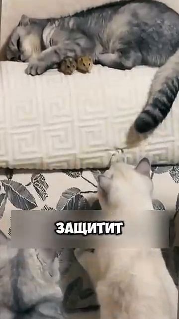 Кошка стала мамой для мышки #животные #милыеживотные
