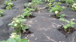 Клубника под агроволокном, как сделаить