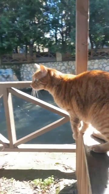 #стихи #стихидлядуши 🫠 Как просто нам учить других...) смотреть онлайн