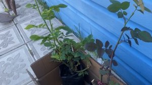 ПЕРЕЕХАЛИ ИЗ ГОРОДА В ПОСЕЛОК | ЖИЗНЬ В ДЕРЕВНЕ