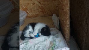 Игривый котенок мальчик 1,5 месяца