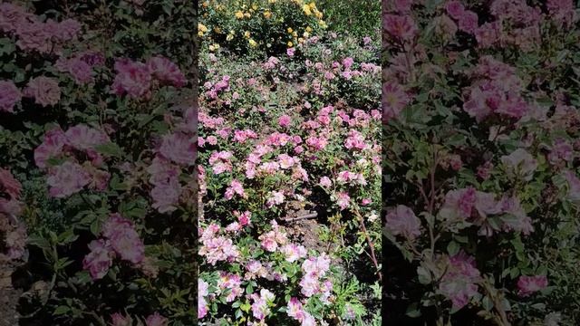 Розы. Никитский ботанический сад. 01.06.25 (2)