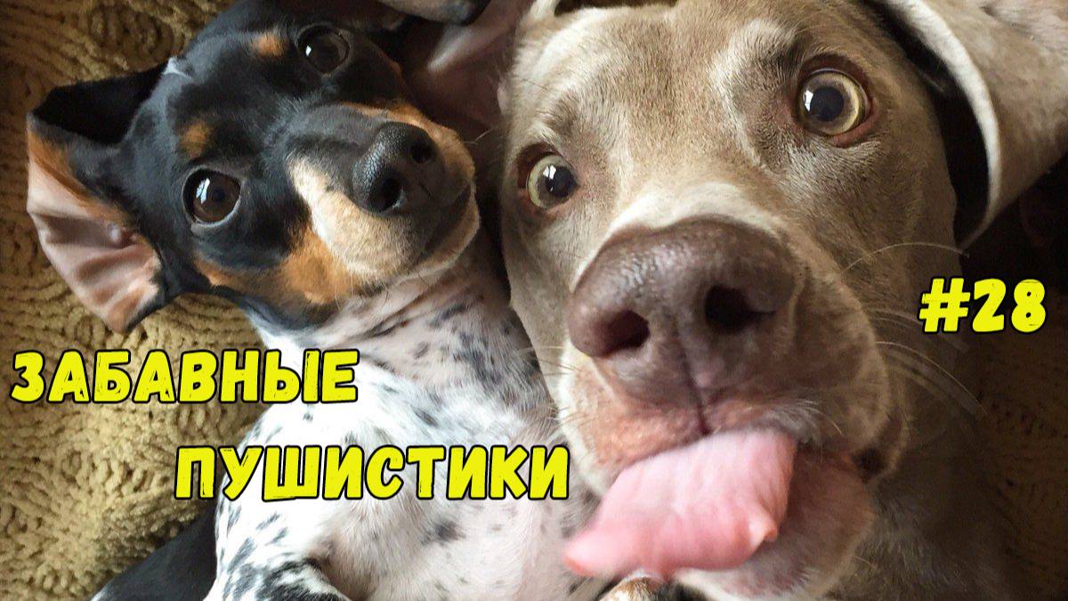 Я РЖАЛ ДО СЛЕЗ 😹 СМЕШНЫЕ КОШКИ И СОБАКИ  СМЕШНЫЕ ЖИВОТНЫЕ 2025 😹 ЛУЧШИЕ ПРИКОЛЫ #28