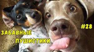 Я РЖАЛ ДО СЛЕЗ 😹 СМЕШНЫЕ КОШКИ И СОБАКИ  СМЕШНЫЕ ЖИВОТНЫЕ 2025 😹 ЛУЧШИЕ ПРИКОЛЫ #28