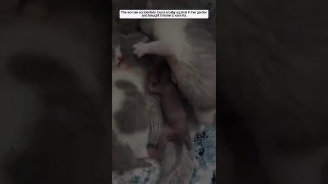 Бельчёнок и кошка