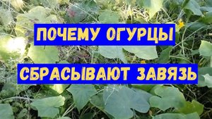 Почему огурцы скидывают завязь