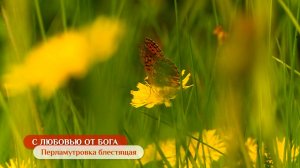 Перламутровка блестящая | С любовью от Бога