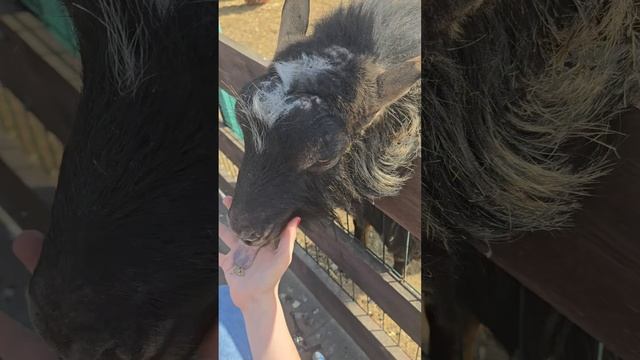 Прогулка в Подворье на Хуторской с подружками