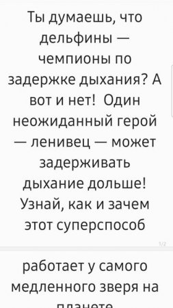 Ленивец чемпион по задержке дыхания! Факт за фактом