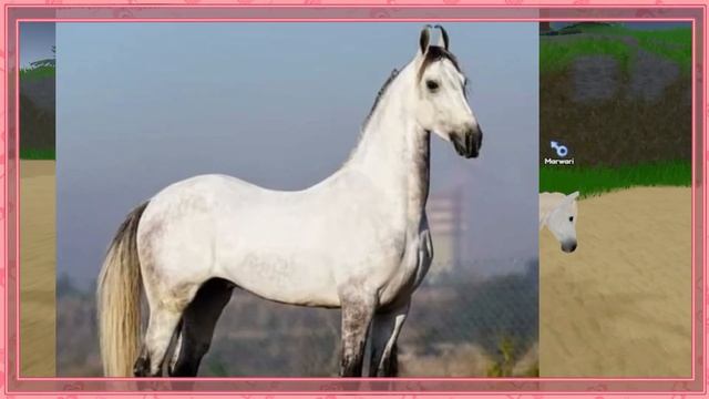 Новая порода Марвари в Wild Horse Islands!