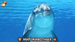Животный мир планеты – красота и грация созданий Природы 🦁🦚🐵 Выпуск (86) 🐻🦉🦝