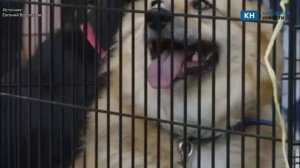 Четыре бродячих питомца обрели дом на фестивале «Найди друга» в Калуге