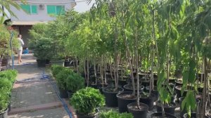Рассада на продажу // Владикавказ часть 1