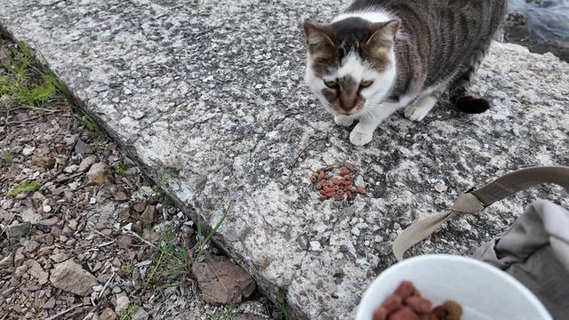 Stray cat / Уличная кошка смотреть онлайн
