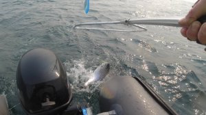 ТРОЛЛИНГ И ЛОСОСЬ🐟🔥.  МАЙ.
