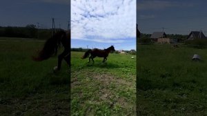 Парный тренинг. Первый опыт добавить галоп.