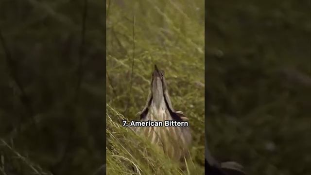 10 weird bird sounds #birds #animals