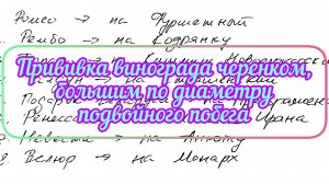 Прививка черенка винограда с бо́льшим диаметром, чем подвойный побег. 3.06.25