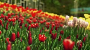 Теща Перед Зятем Сняла Трусы и Пошла в Ванную! Сборник