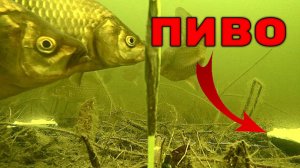Добавил пиво в манку, реакция Карася! Подводная съемка