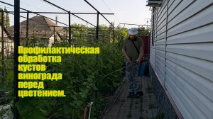 Обработка кустов винограда перед цветением | Обработка кустов винограда