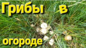 Грибы в огороде