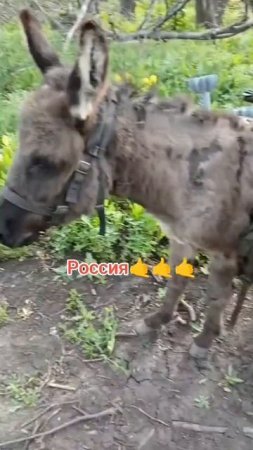 Позывной "Анзорик".