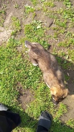 кобель от вязки гороч и гюрза уехал к себе домой в кохма,  дубль вязка