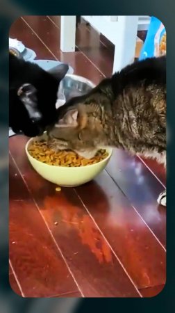 Кот БУЛЬДОЗЕР 😂 Очень ГОЛОДНЫЙ Кот! 🤤 #funny #юмор #shorts