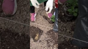 Как правильно сажать хризантемы в открытый грунт #сад #дача #хризантемы #огород