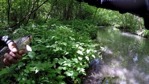 Атака крупной форели.