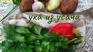 Уха из ухи #уха #рыбалка #ухаизпетуха