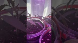 Простейшие условия выращивания рассады с мощной корн?