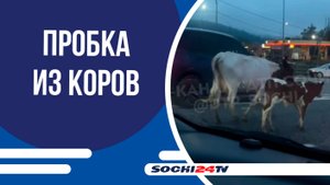 Коровы устроили пробку на объездной дороге!