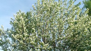 К нам пришло, наконец то,  лето. Наш сад-огород. Цветет Ирга..