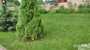 Шустрик нас удивляет! ПроДачу.