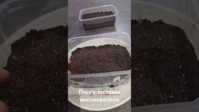 Посев эустомы высокорослой